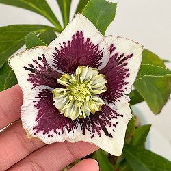 松村ナーセリーさんのクリスマスローズ：26-21セミダブル　ホワイトブロッチ／4号ロングポット【現品販売】