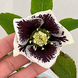 松村ナーセリーさんのクリスマスローズ：26-24シングル　ホワイトブロッチ／4号ロングポット【現品販売】