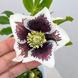 松村ナーセリーさんのクリスマスローズ：26-25シングル　ホワイトブロッチ／4号ロングポット【現品販売】