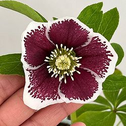 松村ナーセリーさんのクリスマスローズ：26-27シングル　ホワイトブロッチ／4号ロングポット【現品販売】