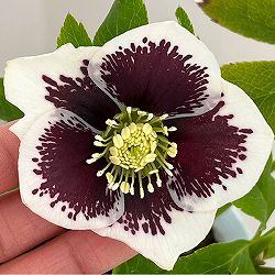 松村ナーセリーさんのクリスマスローズ：26-28シングル　ホワイトブロッチ／4号ロングポット【現品販売】