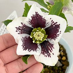 松村ナーセリーさんのクリスマスローズ：26-29シングル　ホワイトブロッチ／4号ロングポット【現品販売】