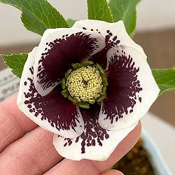 松村ナーセリーさんのクリスマスローズ：26-30シングル　ホワイトブロッチ／4号ロングポット【現品販売】