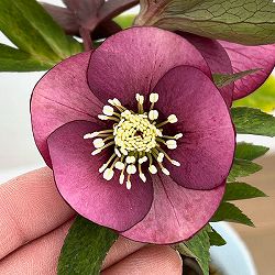 松村ナーセリーさんのクリスマスローズ：26-31フェアリーズティーカップ／4号ロングポット【現品販売】