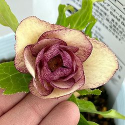 松村ナーセリーさんのクリスマスローズ：26-32ダブル　絞りゴールド系／4号ロングポット【現品販売】