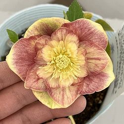 松村ナーセリーさんのクリスマスローズ：26-35ダブル　オーレア（ゴールド）系／4号ロングポット【現品販売】