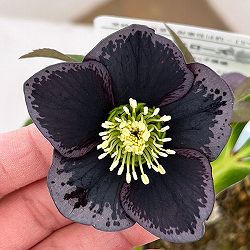 松村ナーセリーさんのクリスマスローズ：26-37シングル　グレイブロッチ／4号ロングポット【現品販売】