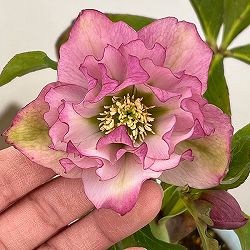 松村ナーセリーさんのクリスマスローズ：26-38ダブル　フルーツドロップス／4号ロングポット【現品販売】