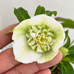 松村ナーセリーさんのクリスマスローズ：26-39のち紅　セミダブル／4号ロングポット【現品販売】