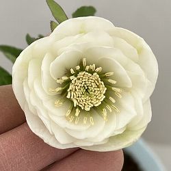 松村ナーセリーさんのクリスマスローズ：26-40ミニダブル／4号ロングポット【現品販売】