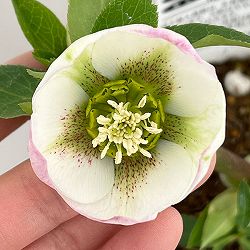 松村ナーセリーさんのクリスマスローズ：26-41のち紅／4号ロングポット【現品販売】