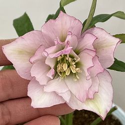 松村ナーセリーさんのクリスマスローズ：26-42ミニダブル／4号ロングポット【現品販売】