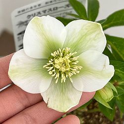 松村ナーセリーさんのクリスマスローズ：26-43のち紅／4号ロングポット【現品販売】