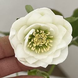 松村ナーセリーさんのクリスマスローズ：26-44ミニダブル／4号ロングポット【現品販売】