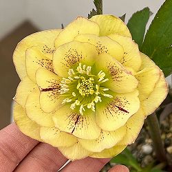 松村ナーセリーさんのクリスマスローズ：26-46ダブル　イエロー／5号ポット【現品販売】