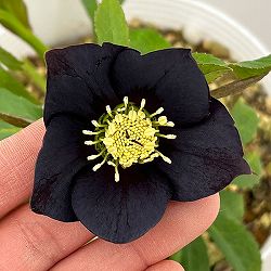 松村ナーセリーさんのクリスマスローズ：26-47シングル　ブラック／5号ポット【現品販売】