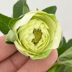 松村ナーセリーさんのクリスマスローズ：26-48ダブル（多弁系）　ホワイト／4号ロングポット【現品販売】