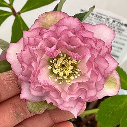 松村ナーセリーさんのクリスマスローズ：26-50ダブル　ピンク／4号ロングポット【現品販売】