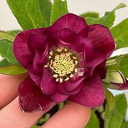 松村ナーセリーさんのクリスマスローズ：26-51ダブル　フルーツドロップス／4号ロングポット【現品販売】