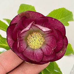 松村ナーセリーさんのクリスマスローズ：26-52ダブルフルーツドロップス　ピンクバイカラー／4号ロングポット【現品販売】