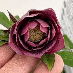 松村ナーセリーさんのクリスマスローズ：26-56ダブルフルーツドロップス／4号ロングポット【現品販売】