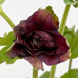 松村ナーセリーさんのクリスマスローズ：26-57ダブルフルーツドロップス／4号ロングポット【現品販売】