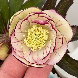 松村ナーセリーさんのクリスマスローズ：26-59ダブルフルーツドロップス　IROHAシリーズ（銅葉・黒葉交配）／4号ロングポット