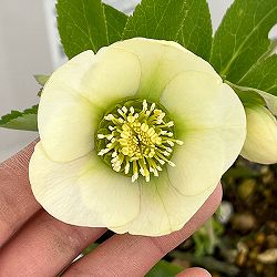 松村ナーセリーさんのクリスマスローズ：26-60シングル　ホワイト／4号ロングポット【現品販売】