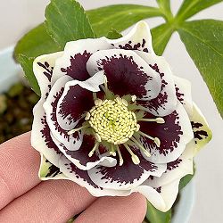 松村ナーセリーさんのクリスマスローズ：26-61ダブル　ホワイトブロッチ／4号ロングポット【現品販売】