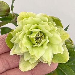 松村ナーセリーさんのクリスマスローズ：26-62ダブル（多弁系）　ホワイト／4号ロングポット【現品販売】