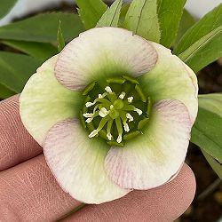 松村ナーセリーさんのクリスマスローズ：26-64シングル／4号ロングポット【現品販売】