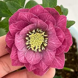 松村ナーセリーさんのクリスマスローズ：26-65ミニダブル／4号ロングポット【現品販売】