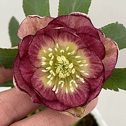 松村ナーセリーさんのクリスマスローズ：26-66ダブル　フルーツドロップス／4号ポット【現品販売】