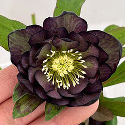 松村ナーセリーさんのクリスマスローズ：26-67ダブル／4号ポット【現品販売】