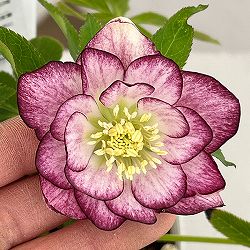 松村ナーセリーさんのクリスマスローズ：26-70ダブル／4号ポット【現品販売】