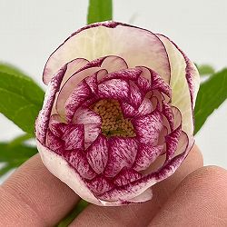 松村ナーセリーさんのクリスマスローズ：26-72ダブルフルーツドロップス／5号ポット【現品販売】