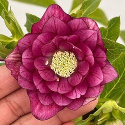 松村ナーセリーさんのクリスマスローズ：26-73ダブル　フルーツドロップス／5号ポット【現品販売】