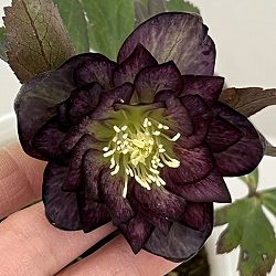 松村ナーセリーさんのクリスマスローズ：26-74ダブル　フルーツドロップス／4号ポット【現品販売】