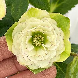 松村ナーセリーさんのクリスマスローズ：26-75ミニダブル／4.5号ロングポット【現品販売】