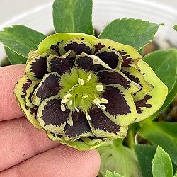 松村ナーセリーさんのクリスマスローズ：26-76ダブル　グリーンブロッチ／5号ポット【現品販売】