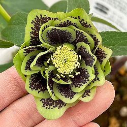 松村ナーセリーさんのクリスマスローズ：26-78ダブル　グリーンブロッチ／5号ポット【現品販売】