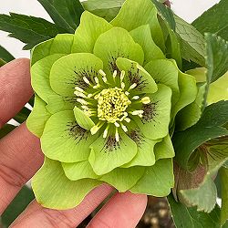 松村ナーセリーさんのクリスマスローズ：26-79ダブル　グリーン／4号ロングポット【現品販売】