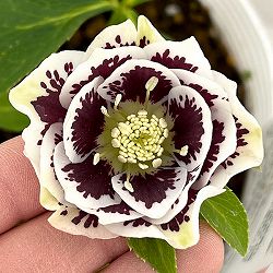 松村ナーセリーさんのクリスマスローズ：26-80ダブル　ホワイトブロッチ／5号ポット【現品販売】