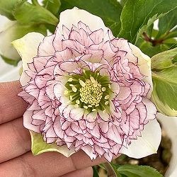 松村ナーセリーさんのクリスマスローズ：26-81ダブル多弁系　ホワイト糸ピコティ／5号ポット【現品販売】