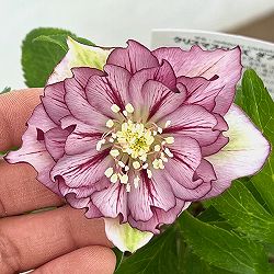 松村ナーセリーさんのクリスマスローズ：26-84ダブル／5号ポット【現品販売】