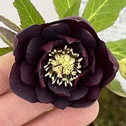 松村ナーセリーさんのクリスマスローズ：26-85ダブル　フルーツドロップス／4号ロングポット【現品販売】