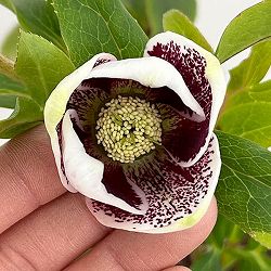 松村ナーセリーさんのクリスマスローズ：26-86シングル　ホワイトブロッチ／5号ポット【現品販売】