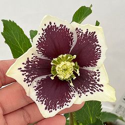 松村ナーセリーさんのクリスマスローズ：26-87シングル　ホワイトブロッチ／5号ポット【現品販売】