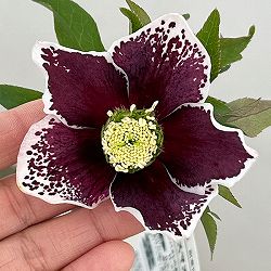 松村ナーセリーさんのクリスマスローズ：26-88シングル　ホワイトブロッチ／5号ポット【現品販売】