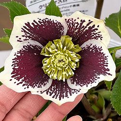 松村ナーセリーさんのクリスマスローズ：26-89シングル　ホワイトブロッチ／5号ポット【現品販売】